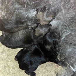 Miniature Schnauzer Puppies from Suncoast Miniature Schnauzers