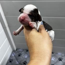 Purple girl - Tri-Roan female English Springer Spaniel puppy in Fairfield, California from Goldridge Springers