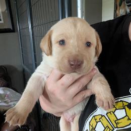 Turbo (Green Collar) - Yellow male Labrador Retriever puppy in Commerce, Oklahoma from Standing Water Kennels