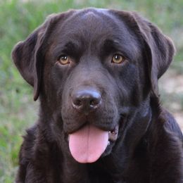 Chili Bean - Labrador Retriever