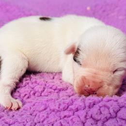 Daisy - White female American Staffordshire Terrier puppy in Guilford County, North Carolina from Explicit Kennel