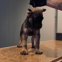 Luciano - Fawn male Cane Corso puppy in Houston, Texas from Mortaio Cane Corso
