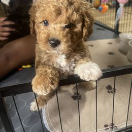 French Bulldog, Maltipoo, Poodle, Yorkipoo, and Yorkshire Terrier Puppies from Top Notch Pupz