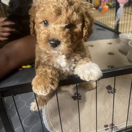 French Bulldog, Maltipoo, Poodle, Yorkipoo, and Yorkshire Terrier Puppies from Top Notch Pupz