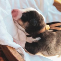 Pembroke Welsh Corgi Puppies from Ridge Top Corgis