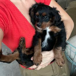 Hazel - Black and tan female Cavapoo puppy in Phoenix, Arizona from Larisa's Cavaliers