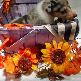Boy 6 - Blue merle white and tan Collie puppy in Downey, Idaho from Jessica Bischoff