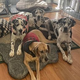 Great Danes from A20 Danes