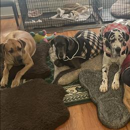 Great Danes from A20 Danes
