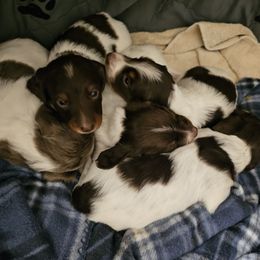 Dachshund puppies from Emily Humpert