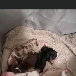 Miniature Australian Shepherd Puppies from Matpip Pups