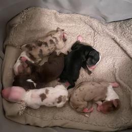 Miniature Australian Shepherd Puppies from Matpip Pups