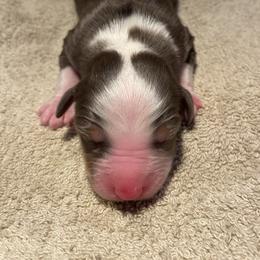 Red Tri Boy 2 - Red tri male Miniature Australian Shepherd puppy in Somerset, Kentucky from Natural Life Ranch