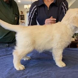 Golden Retriever and Jack Russell Terrier Puppies from Shelby Burleson's Golden Retrievers and Jack Russell Terriers