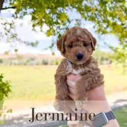 Jermaine - Red  male Goldendoodle puppy in Melba, Idaho from KZ Doodles