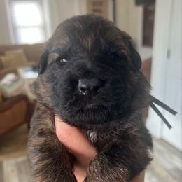 Blue collar - Proximo - Sable male German Shepherd puppy in Paoli, Pennsylvania from Vom Hillhaus
