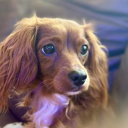 Ladybug - Cavapoo
