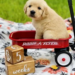 Golden Retriever Puppies from All shades Golden