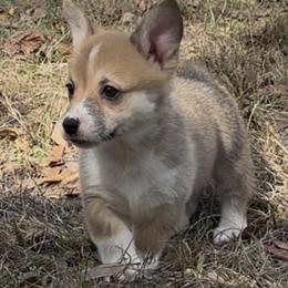 AKC Yellow Sun - Red male Pembroke Welsh Corgi puppy in Summerfield, Florida from Promise Land Farm