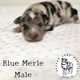 Cork - Blue merle male Miniature Australian Shepherd puppy in Jaroso, Colorado from Heaven Sent Aussies