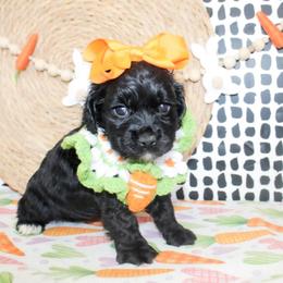 Belle - Black female Cockapoo puppy in Rattan, Oklahoma from Double M Cocker Spaniels