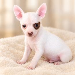 Bryson - Chocolate and white male Chihuahua puppy in Eustis, Florida from Chichianna's Legacy