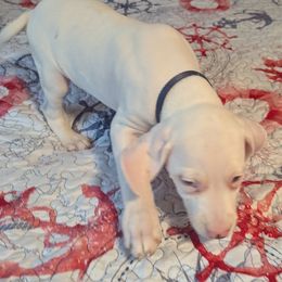 Boy 5 Wren Black Collar - White and liver brown male Dalmatian puppy in Sebring, Florida from God It Covered In Spots Dalmatians