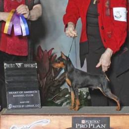 Zorro - Miniature Pinscher