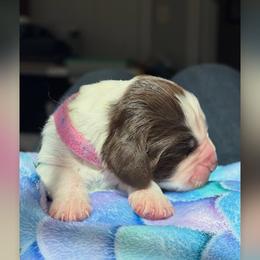 Pink girl - Liver and white female English Springer Spaniel puppy in Nashua, New Hampshire from Woodsong European English Springer Spaniels