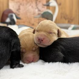 Baby Boy (Yellow-Red) - Yellow male Labrador Retriever puppy in Chatfield, Minnesota from Terranova Retrievers