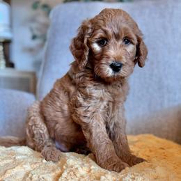Schroeder (Blue Collar) - Red  male Goldendoodle puppy in Bay City, Texas from Charming Doods
