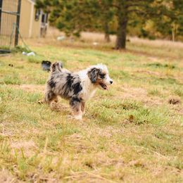 Aussiedoodle, Australian Labradoodle, Bernedoodle, and Golden Retriever Puppies from Golden Light Puppies