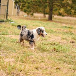 Aussiedoodle, Australian Labradoodle, Bernedoodle, and Golden Retriever Puppies from Golden Light Puppies