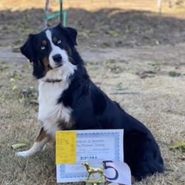 Envy - Australian Shepherd