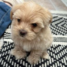 Jasmine - Cafe au lait female Maltipoo puppy in Fredericksburg, Ohio from Edna Keim