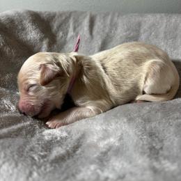Chassis - Apricot female Poodle puppy in Elkin, North Carolina from Poodle and Doodle Haven