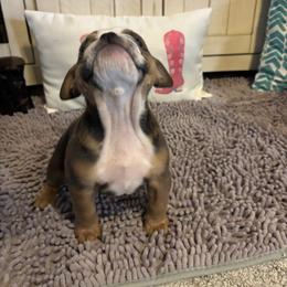 Aussiedoodle, Bulldog, Miniature Australian Shepherd, Poodle, and Toy Australian Shepherd Puppies from Mowry Creek Mini Aussiedoodles and More