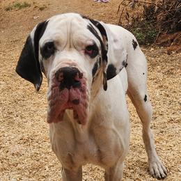 Gio - Great Dane