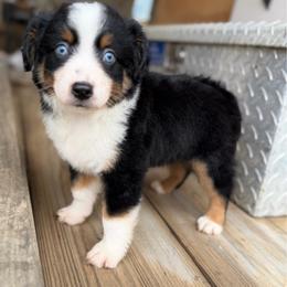Jax - Black tri male Toy Australian Shepherd puppy in Daphne, Alabama from Darling Australians
