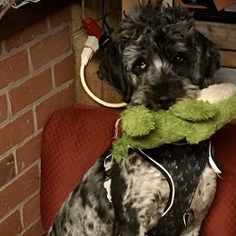 Dream - Goldendoodle