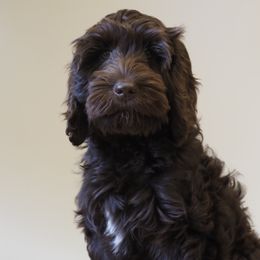 Australian Labradoodles from Gemma Belles Labradoodles