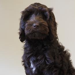 Australian Labradoodles from Gemma Belles Labradoodles