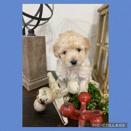 Boy 1 - Cream Poodle puppy in Prosperity, Pennsylvania from Sturmwolke German Shepherds