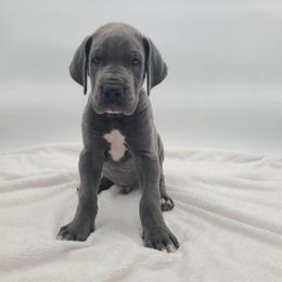 Maverick - Blue male Great Dane puppy in Kannapolis, North Carolina from Carolina Great Danes & Toy Poodles