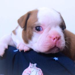 Baby Reba - Seal and white female Boston Terrier puppy in Kingsport, Tennessee from Sleepwalker Bostons