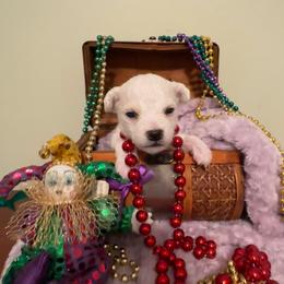 Blue - White Bichon Frise puppy in Rome, Georgia from Southern Sands Bichons