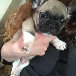 French Bulldog Puppies from Scrumptious Paws