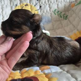 Albert - Black and tan male Yorkshire Terrier puppy in Yadkinville, North Carolina from Yadkinyorkies&Morkies