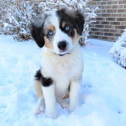 Australian Shepherd Puppies from Meljestic Farms