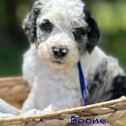 Boone - Merle male Goldendoodle puppy in Sanderson, Florida from Serenity Goldendoodles